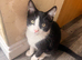 1 male cat
