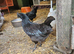4 ayam hens pol