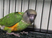 For Sale: Senegal Parrot
