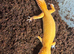 Sunglow leopard gecko  for sale