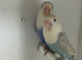 Love birds