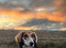 Male saluki