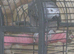 African grey