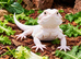 BEARDED DRAGONS