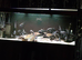 Frontosa Cichlids