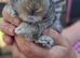 5mini lop rabbits for sale