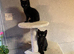 Adorable Black Kittens for Sale - Two Girls & One Boy