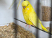 Budgies