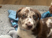 male Borador puppy