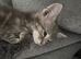 Last little boy from a litter of 8