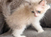 Full breed Siberian kittens