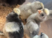 Crevecour chicks (rare French breed)