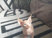 Canadian Sphynx ready to leave now