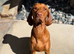 Lovely family, Dog looking for a Home