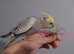 Hand reared silly tame DNA sexed baby cockatiels