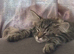 Half ragdoll female kitten