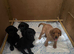 Kc reg 4 lab pups