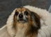 Gold long coat chihuahua for stud only
