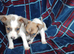 Beautiful Jack russell pups for sale