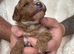 Stunning F1b Cavapoo Males