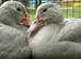 5 Pairs Muscovy Ducks