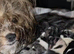 Four Exceptional Colourful Yorkshire Terrier Girls