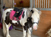 12&rsquo;2 coloured cob gelding