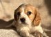 Extensively health tested Cocker Spaniel x Cavalier King Charles puppies (F1 Cockaliers)