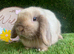Mini lop boy