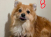 Adult Dogs Looking for Their Forever Homes