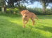 KC FULLY VACCINATED MALE PUPPY