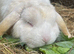 Beautiful Friendly Mini Lop boy