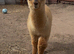 Male Alpaca Cria For Sale
