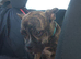 Stunning Frenchie x staff boy