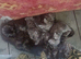 Maine Coon kittens. Mother is TICA registered.