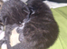 3 beautiful kittens for sale