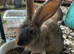 Stunning Continental Giant Rabbits