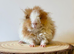 A selection of pigs looking for new homes