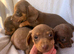 Miniature dachshund puppies