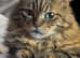Home & away pet feeding service