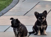 2 Beautiful long haired Chihuahuas