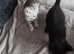 kittens for sale