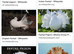 Fantails