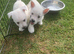 West highland terrier