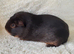 Pair of bonded boars