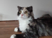 6 month Persian x Scottish fold female