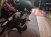 Maincoon x Siamese. Exquisite Kittens ready Now.