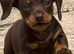 Gorgeous Dachshund puppies for sale