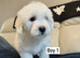 Maltese puppies