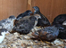Chinese painted quail selling altogether